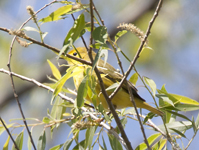 Yellow Warbler 2486